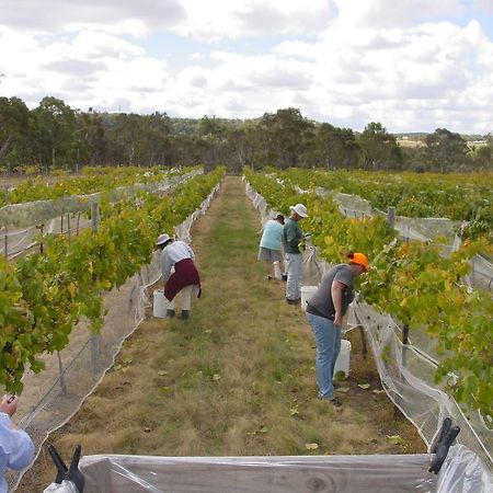 Fergies Hill Spa Cottage @ Granite Ridge Wines Ballandean Extérieur photo